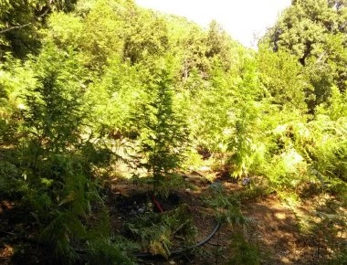 Φυτεία χασίς μέχρι και για τα δισέγγονά του - 10.500 δενδρύλλια βρέθηκαν σε αγρόκτημα στην Καρδίτσα!